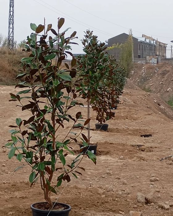 Landshaft gazon xizmati va mevali ko'chatlar. Archa qirqish obrezka