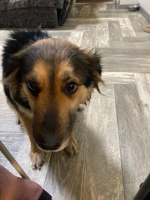 Собака девочка ищет дом ! Костанай!