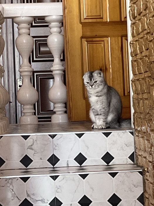 Продаются Породистая кошка