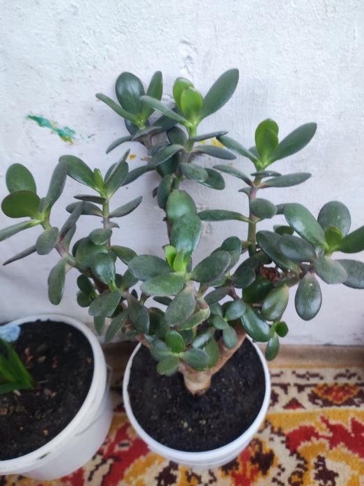 Комнатные цветы по договоренности