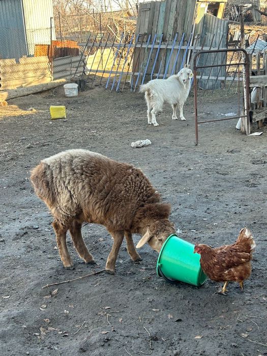 Тоқты  сатылады.