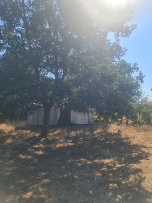 Продавам лозе с десертно грозде в с.Поповица