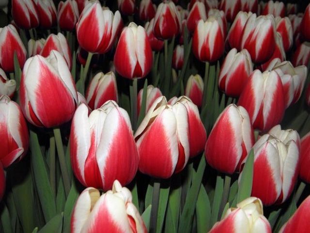 Тюльпаны предзаказ до 25 февраля