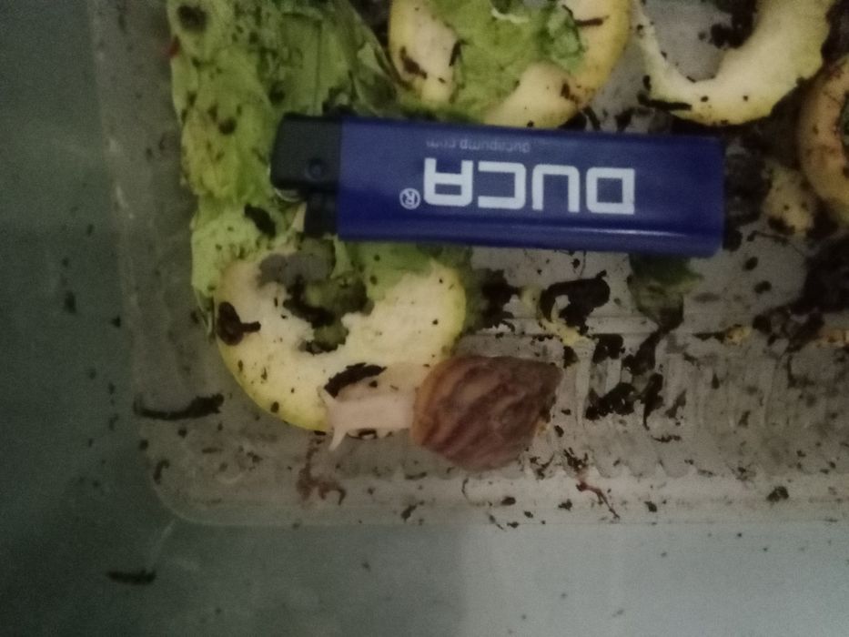 Улитка Ахатина/яйца