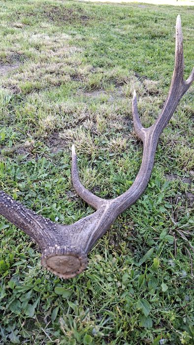 Еленски рог единичен