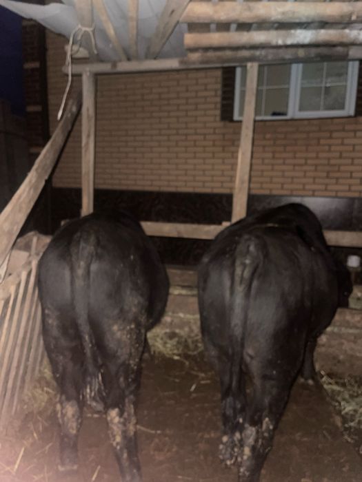 Ангус Бык-Производитель