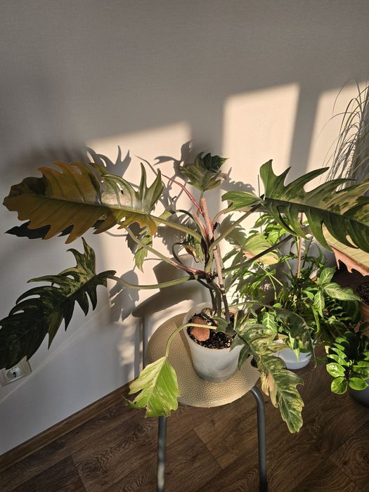 Филодендрон карамель марбл/philodendron caramel marble