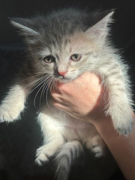 котятки ищут семью