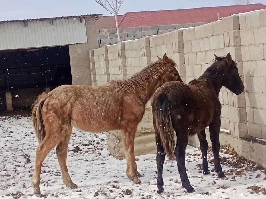 Тайлар сатылады еркек