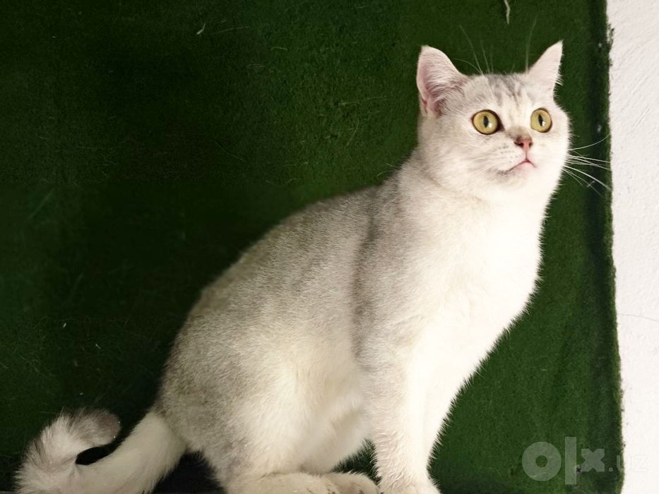 Serebrity shinshilla qiz