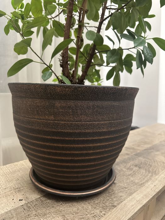 Продается Фикус Мокламе