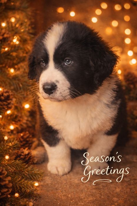 Щенки ищут дом: 2 мальчика  и  девочка