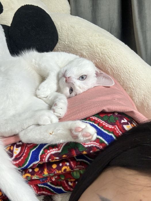 Вязка кошки Куся