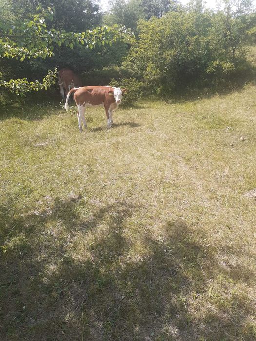 De vanzare vaci si un taur
