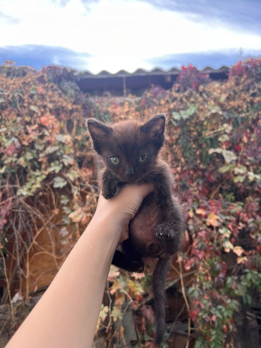 котята в добрые руки!