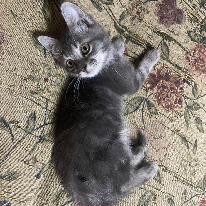 Котенок в добрые руки (2мес, самец)
