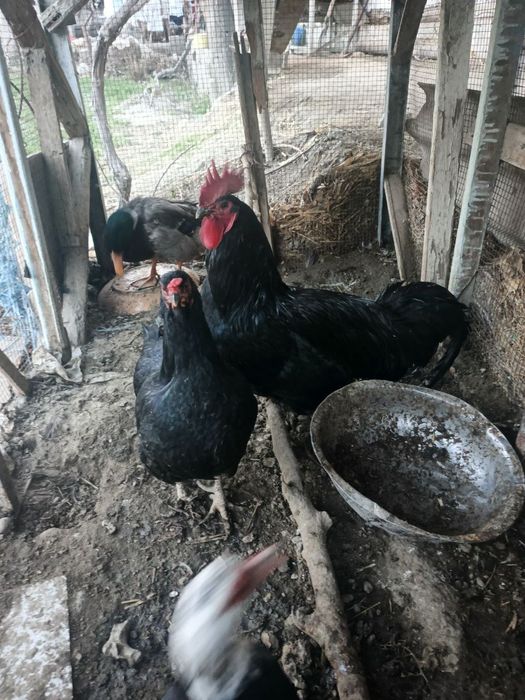 Товук ва хуроз сотилади