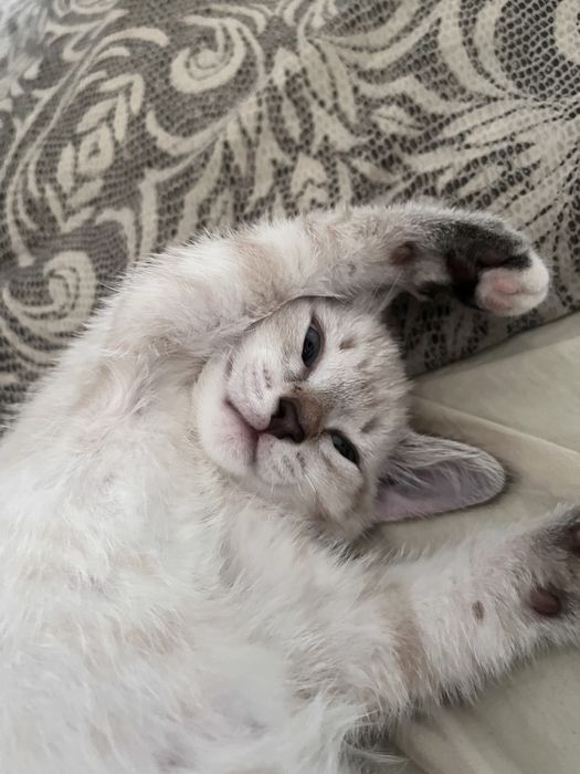 Котенок мальчик породистый