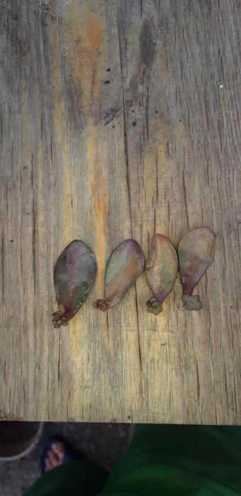 Толстянка обычная