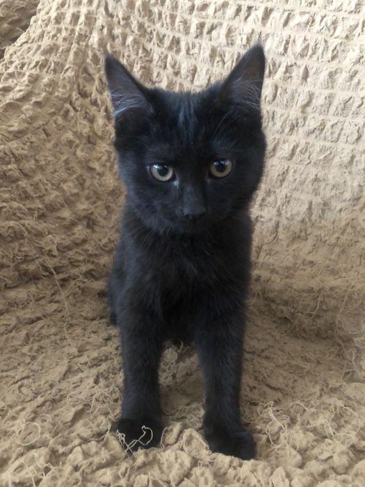 Котенок девочка черная