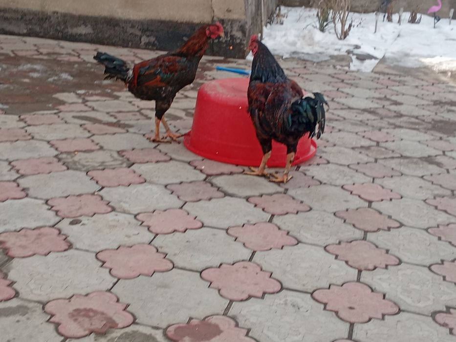 Петухи даканы.           .