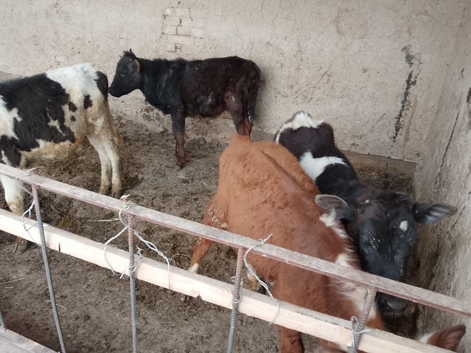 Бузаулар сатылады