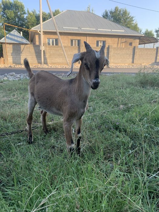 Англонубийский козел