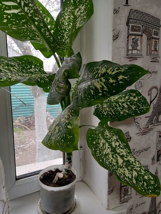 Продам цветы долларовое дерево