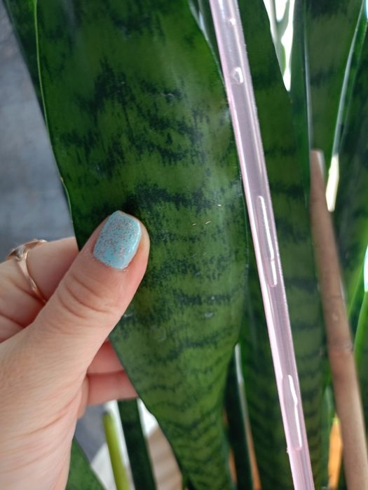 Щучий хвост домашние цветы