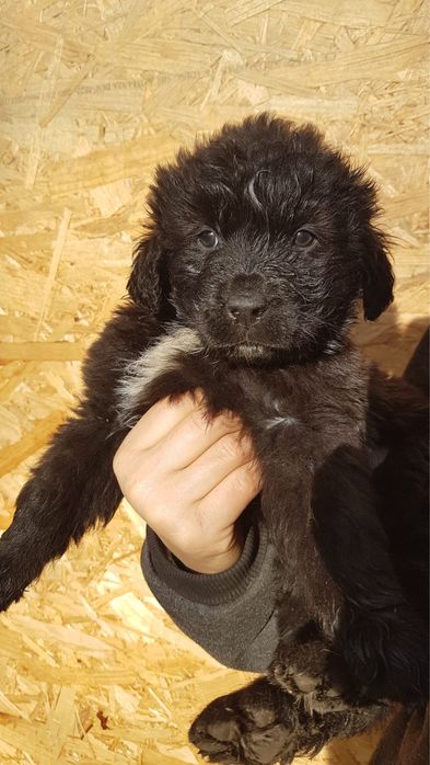 Ciobanesc romanesc Corb