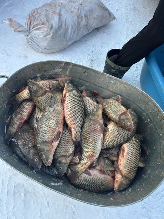 Продам сазан оптом