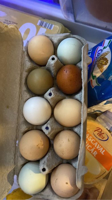 Gaini si Cocosi , la Bresse , combatant indian urias! Olive