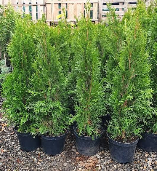 Tuia smaragd la ghiveci