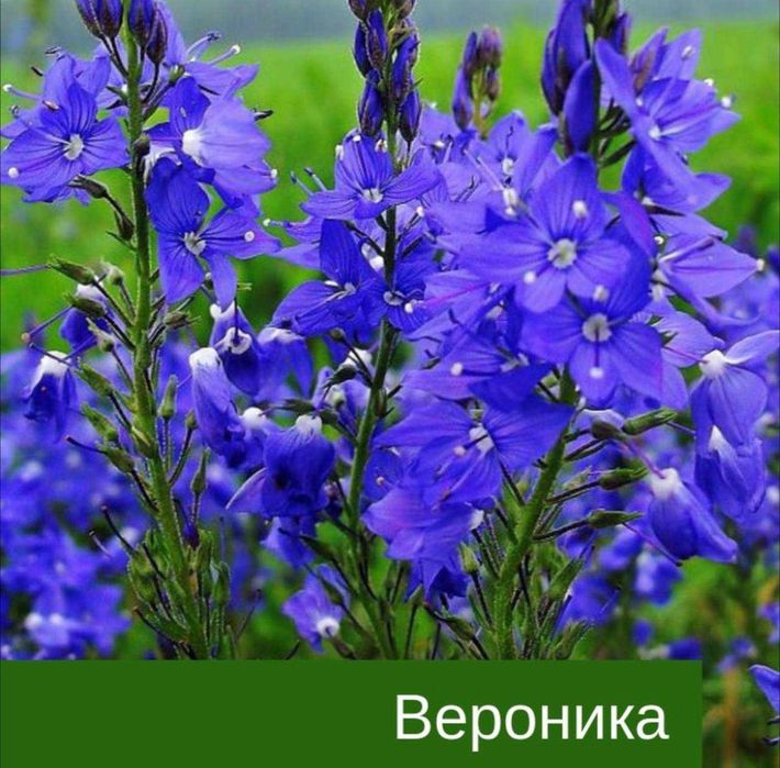 Ховли сотувда 4 хона 2 сотик Обмен ,Рассрочка бор Кибрай рн ТТЗ 7 км