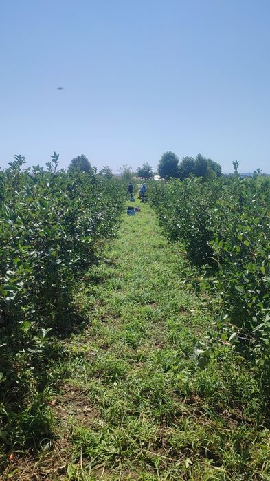 Fructe Aronia Meloncarpa