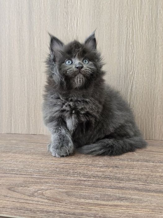 Мейн-кун девочка полидакт