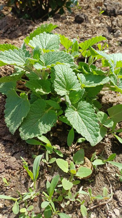 Продам лук, мята , щавель пучек