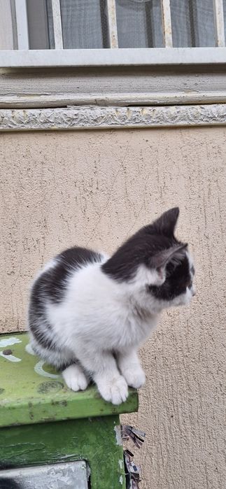 Подарявам котенце