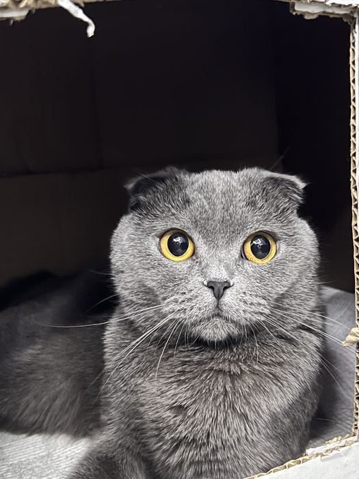 Веслоухие котята