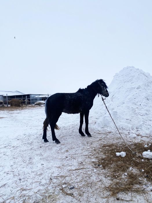 Айгыр сатылады, продается жеребец.