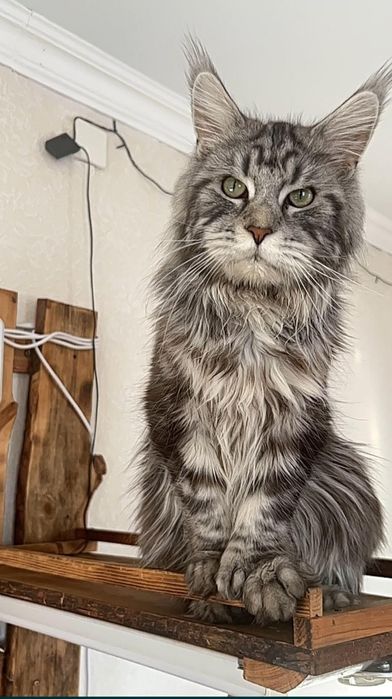 Котята Мейн Куна