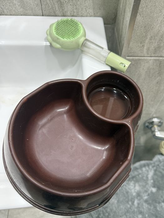 Британская короткошёрстная кошка — с домиком