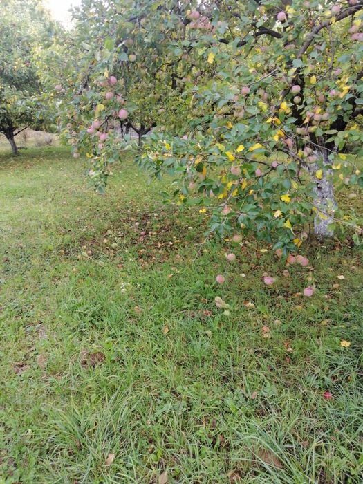 Suc de mere natural presat la rece