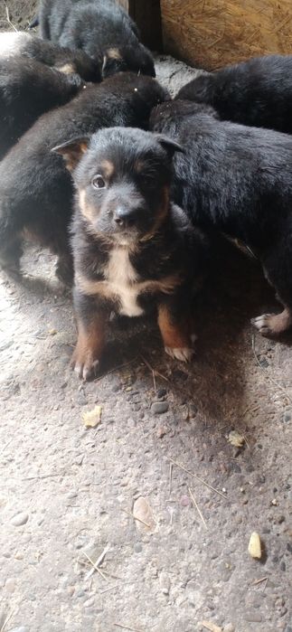 Щенки немецкой овчярки