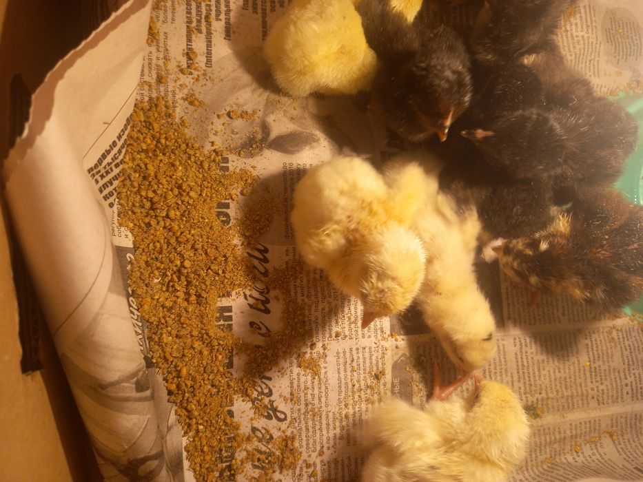 Сутчни шошелер коп