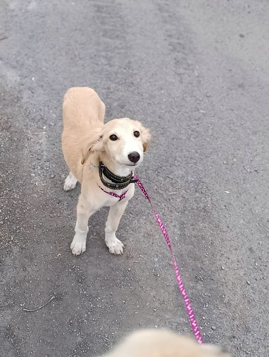 .Выгул  .собак !