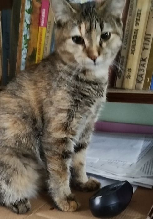 Девочку 9 месяцев отдаю с лотком