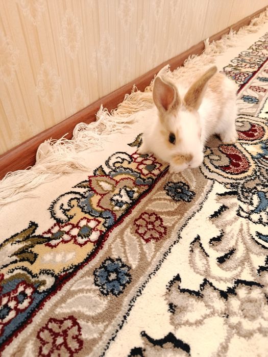 Грызуны кролики великан Калифорния