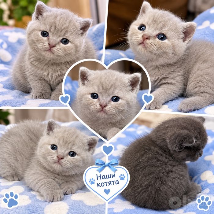 Шотланские котята