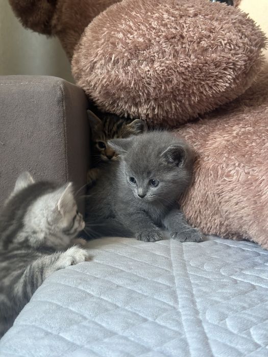 Котята шотландцы бесплатно